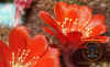 ShastaDefenseLogoCactus1950x1200.jpg (620129 bytes)