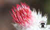 ccwThistle.jpg (307623 bytes)